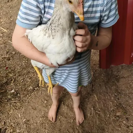 Quinta Dos Covoes * Fornos de Algodres