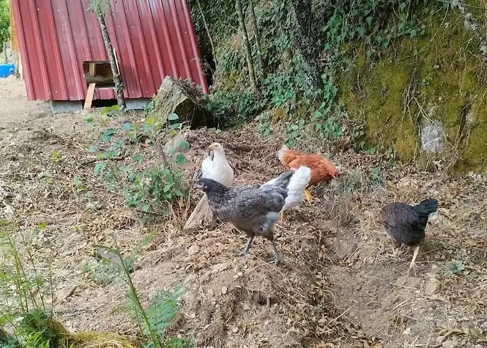 Camping Quinta Dos Covoes Fornos de Algodres